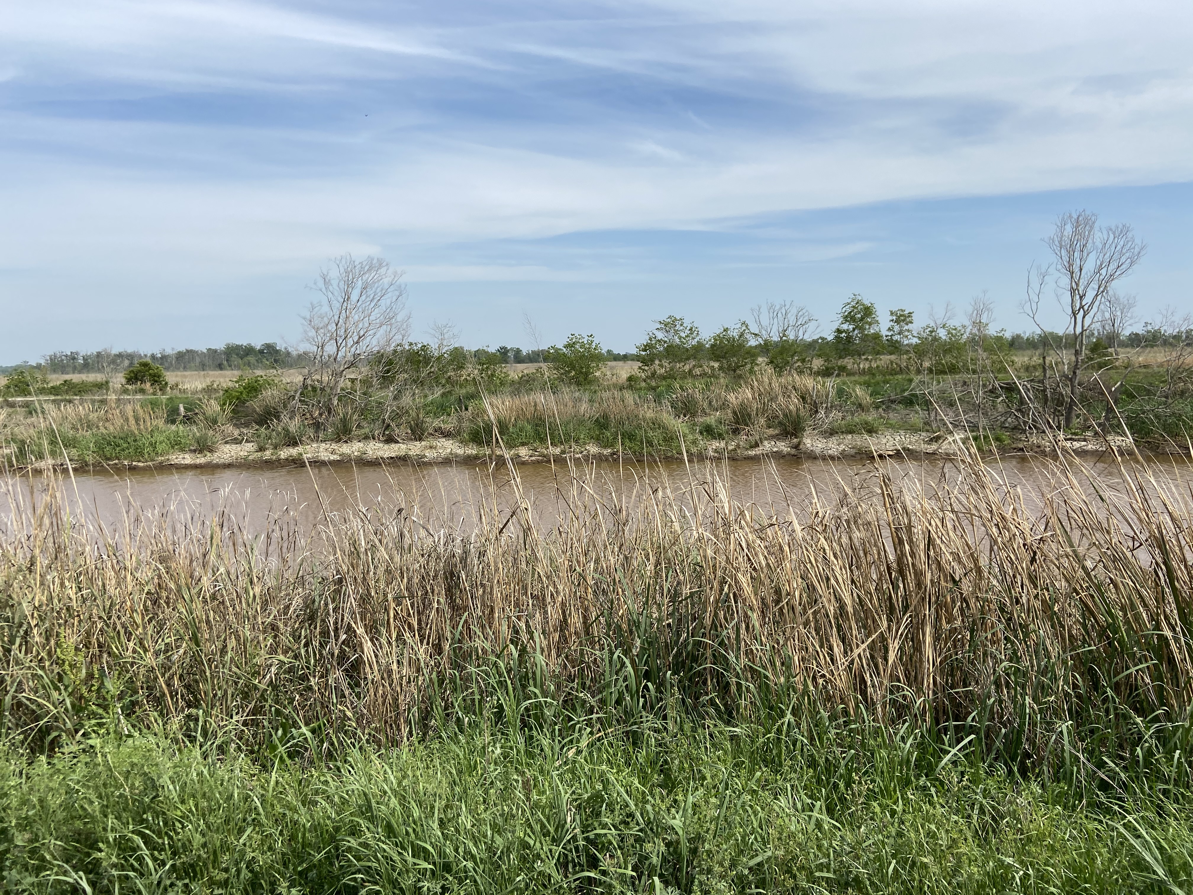 Wildlife Refuge, Savannah, South Carolina, birds, sightseeing, to do, nature, savannah inn and suites