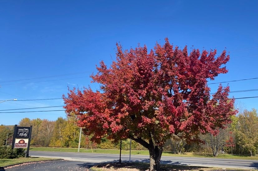 Big Maple Tree in front