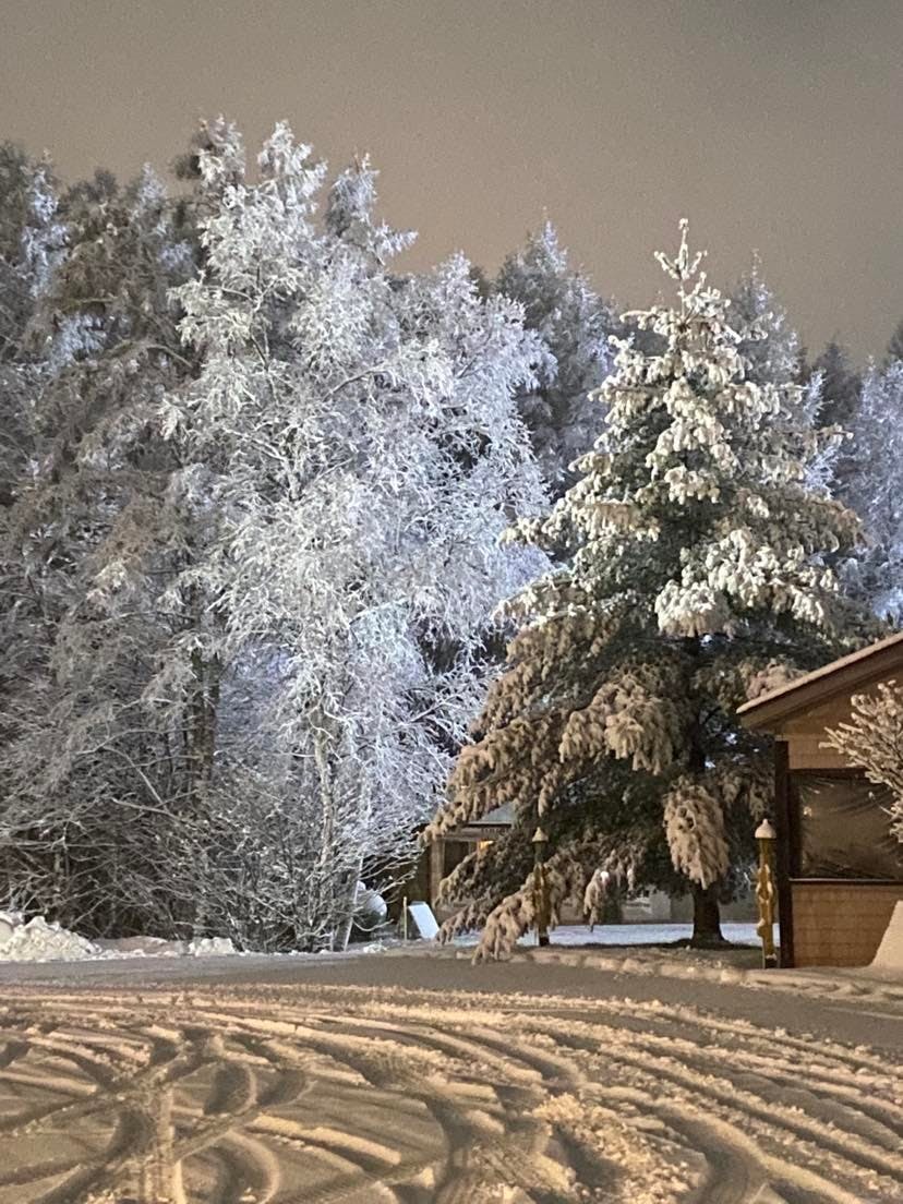 Winter time beautiful trees