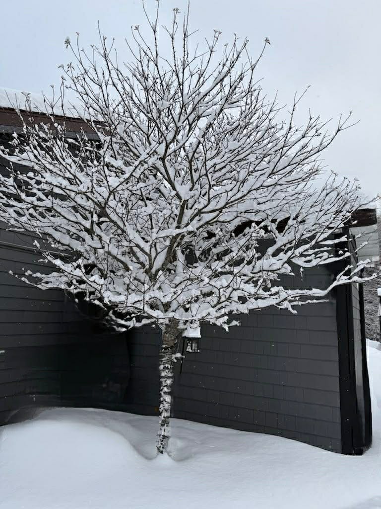 Winter tree