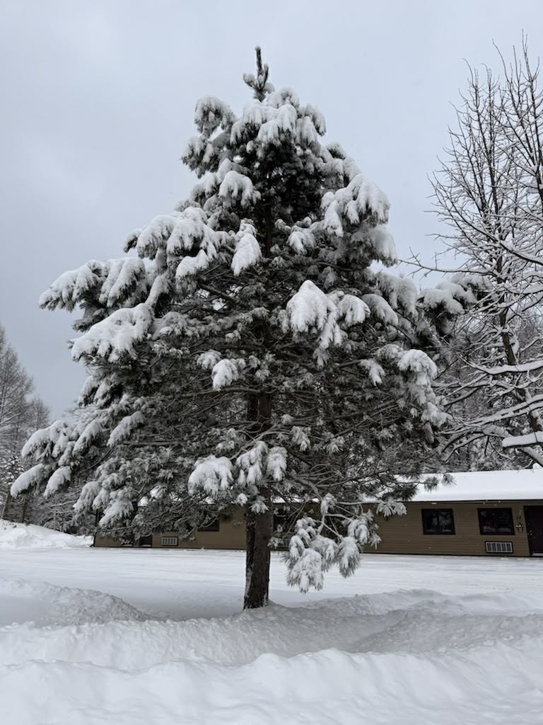 Suites & Pine tree winter time 2025/25