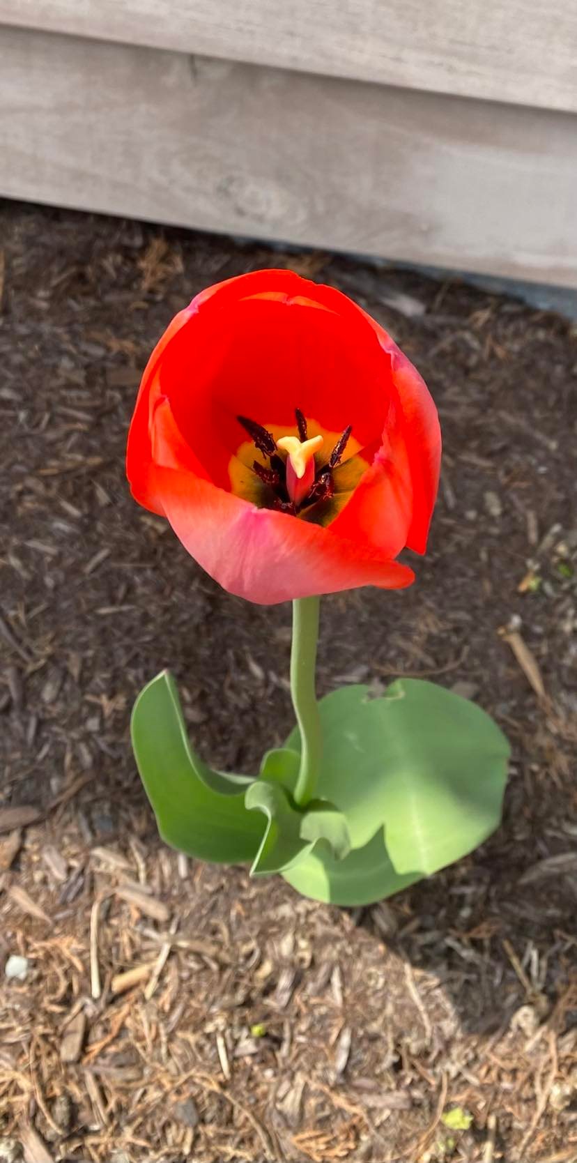 Tulip du printemps