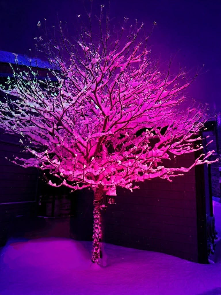 Arbre illuminé