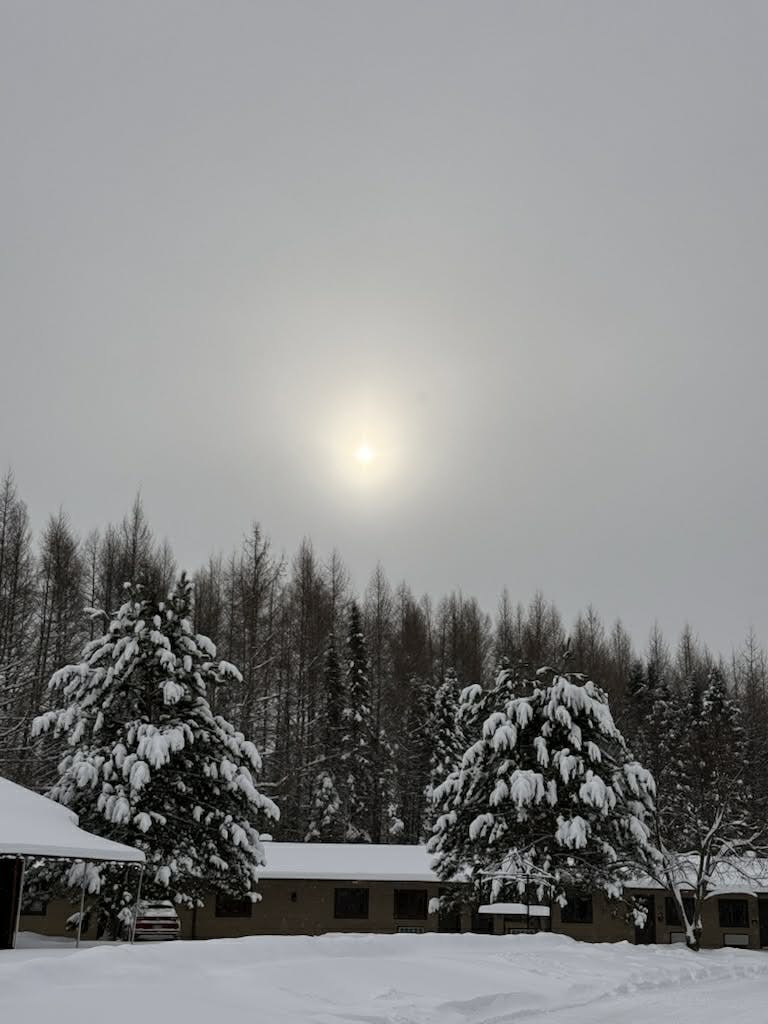 Nice trees in the winter 2025/26