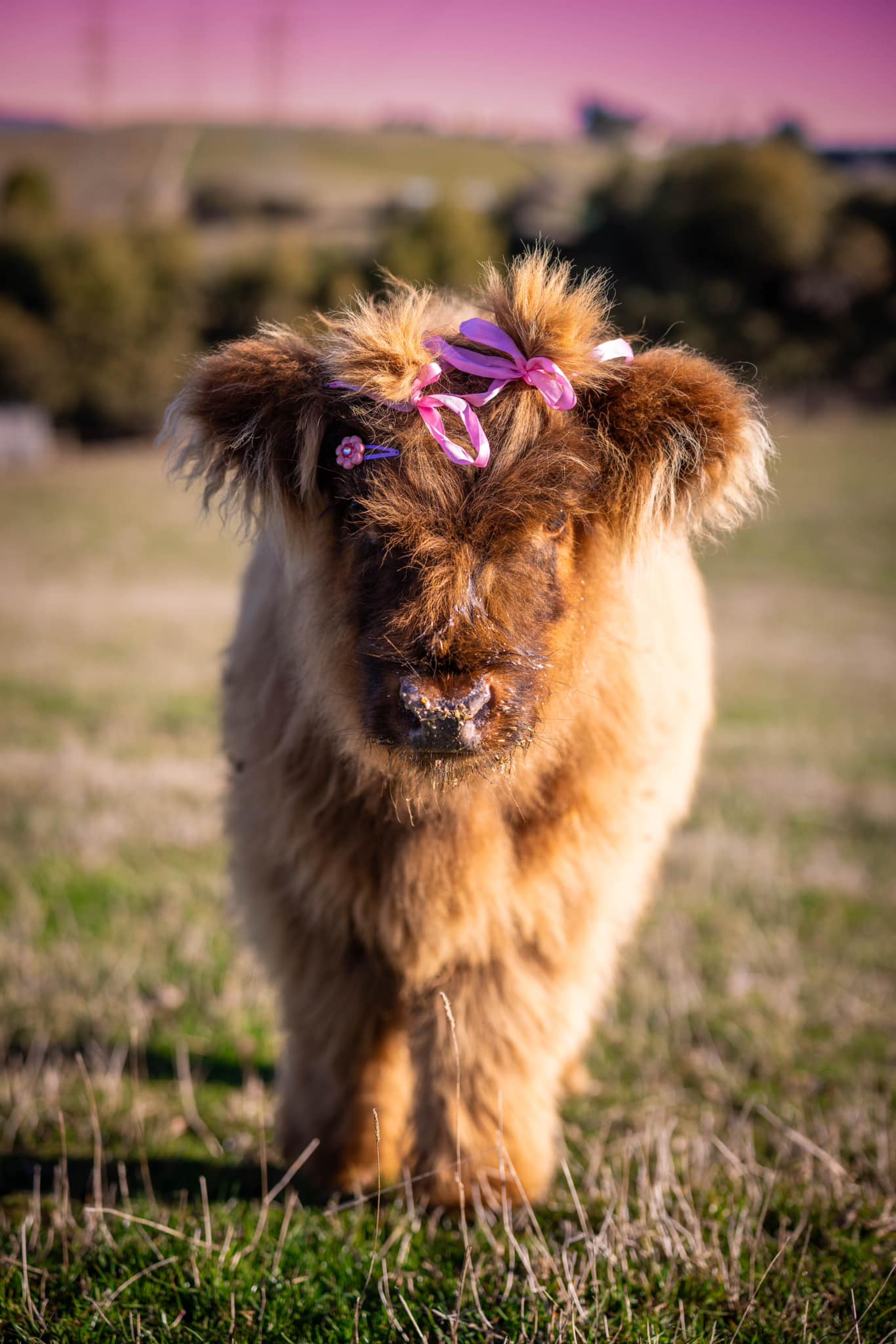 Cinnamon - Highland Calf
