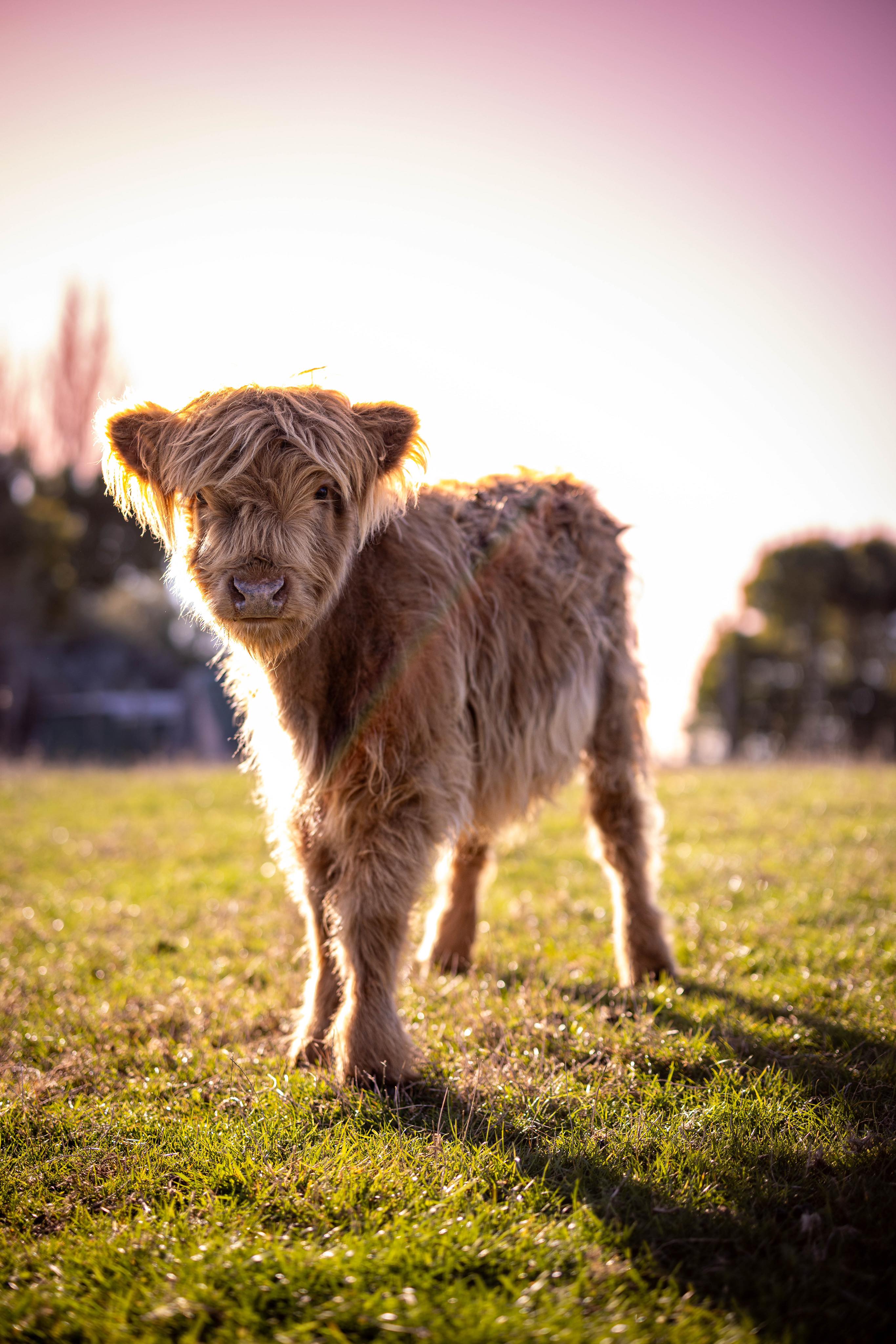 Nutmeg - Highland Calf