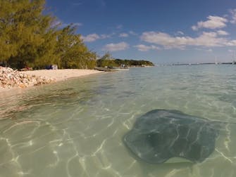 sting rays at Chat 'n Chill