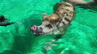 Phelps the swimming pig!