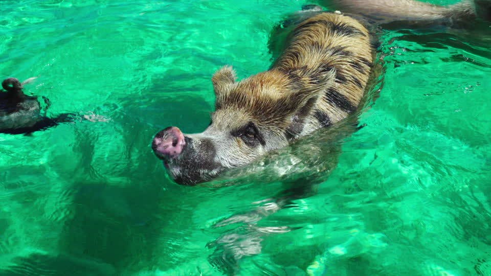 Phelps the swimming pig!