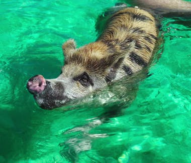 Phelps the swimming pig!