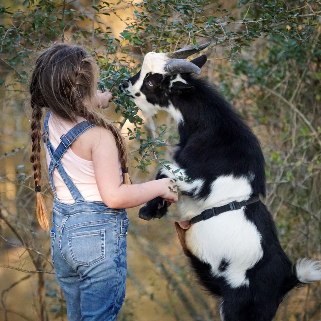 Happy Hour Goat - Away in Alvin, Texas