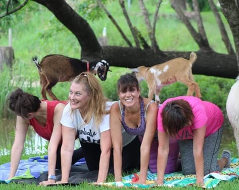 Premier Goat Yoga in Alvin, Texas