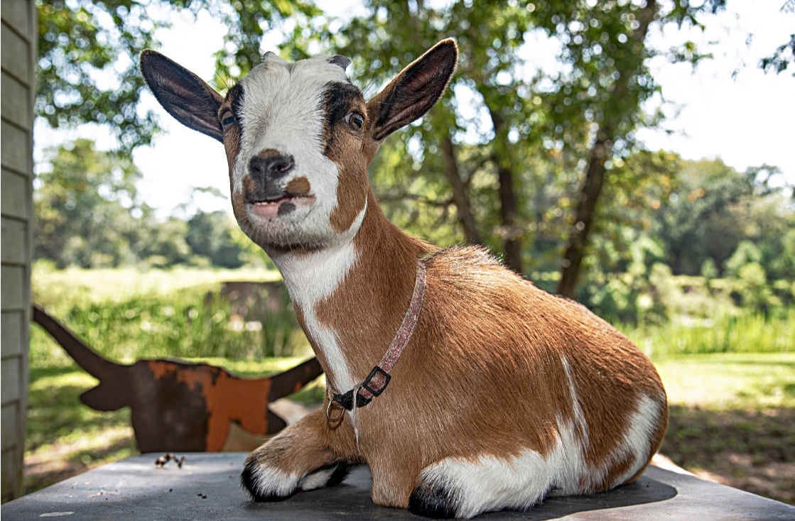 Farm stay near Houston and Galveston