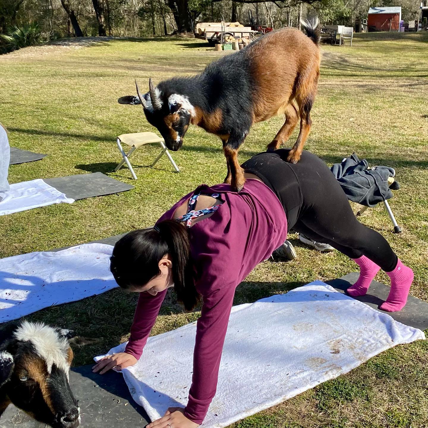 Premier Goat Yoga in Alvin Texas