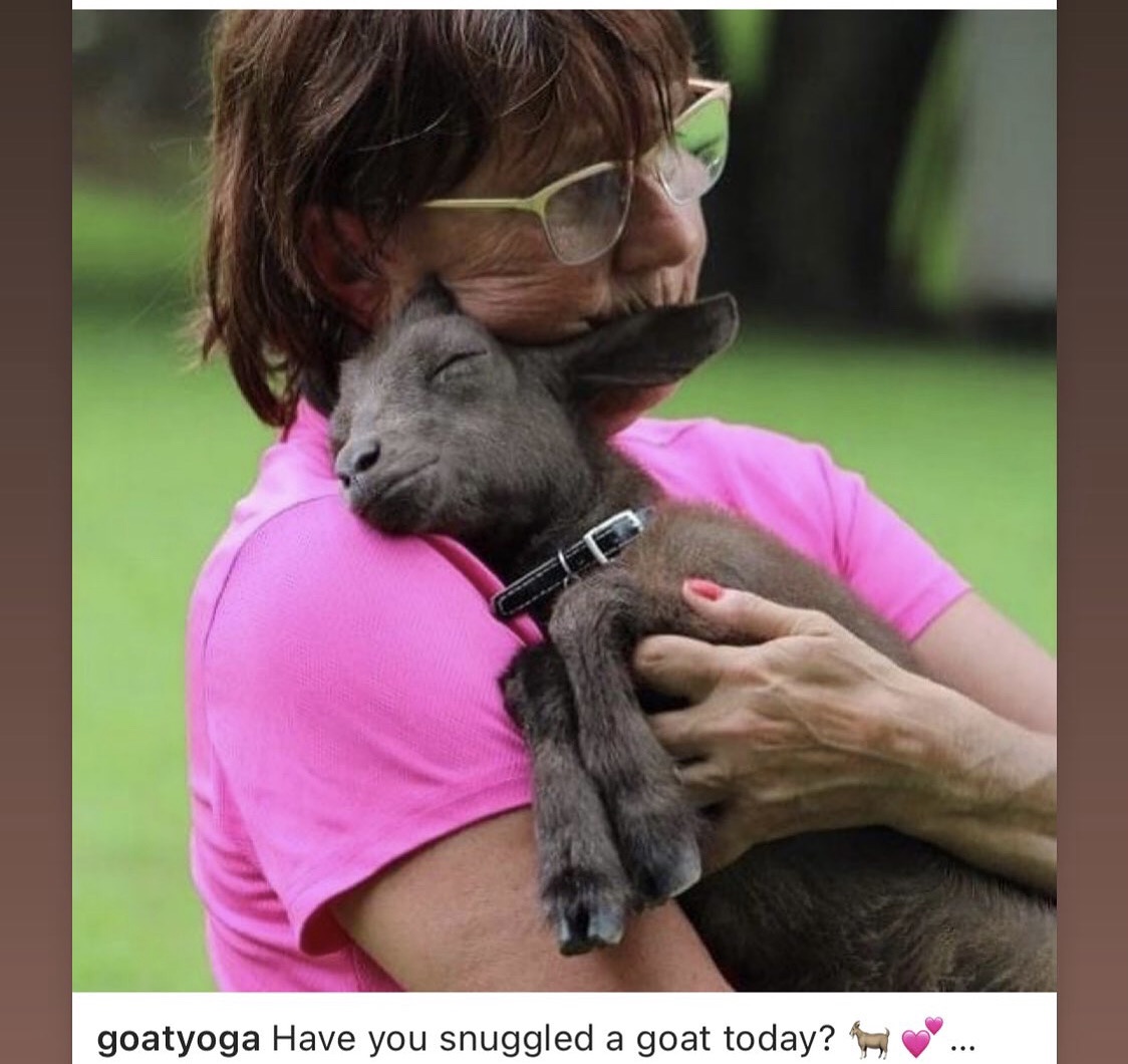 Happy Hour Goat - Away in Alvin, Texas