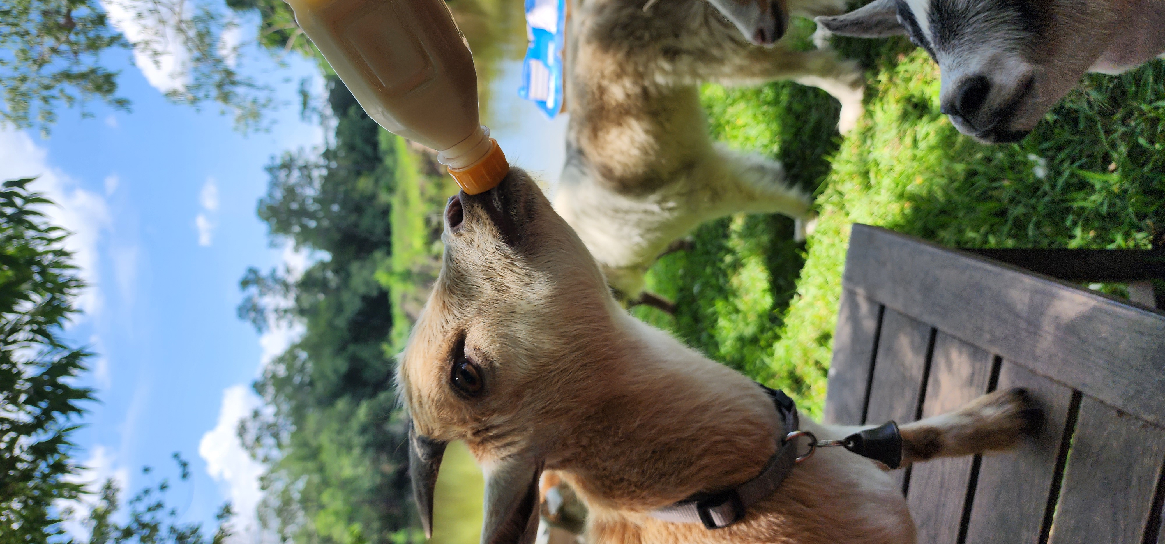 Farm Stay near Houston and Galveston with goats