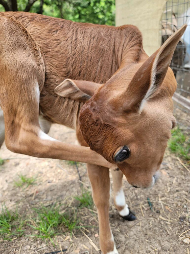 Animal-assisted therapy mini cow with guests