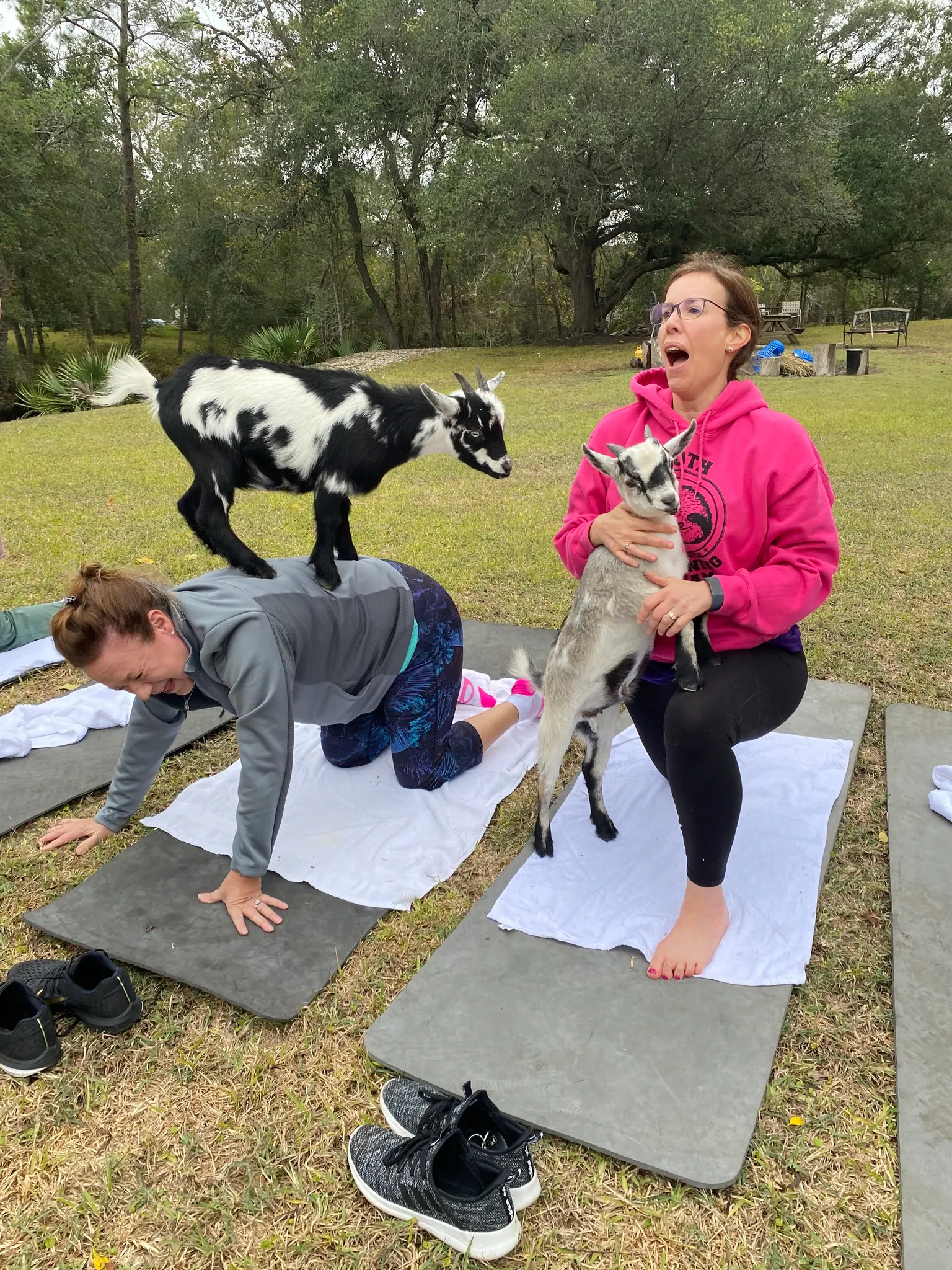 Premier Goat Yoga Alvin Texas, Premier Goat Yoga | Goats On The Bayou Farm