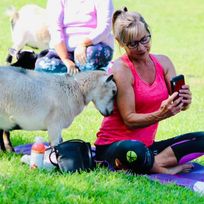 Premier Goat Yoga in Alvin, Texas