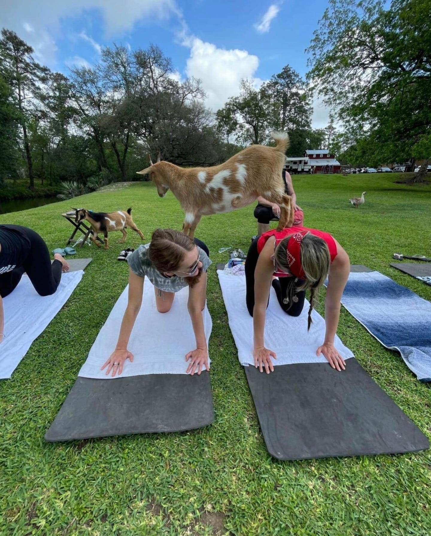 Premier Goat Yoga in Alvin Texas