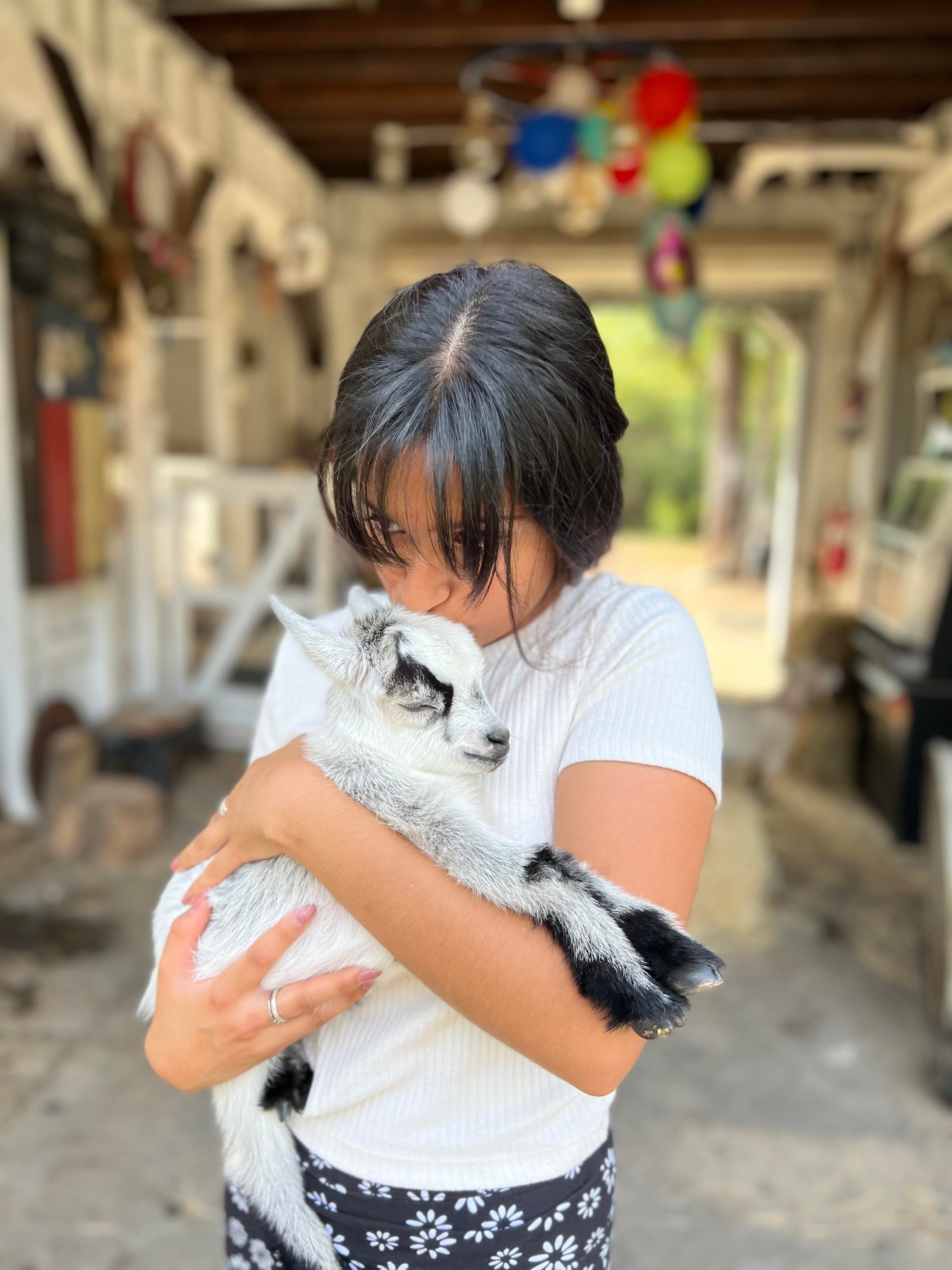 Animal-assisted therapy goats with guests