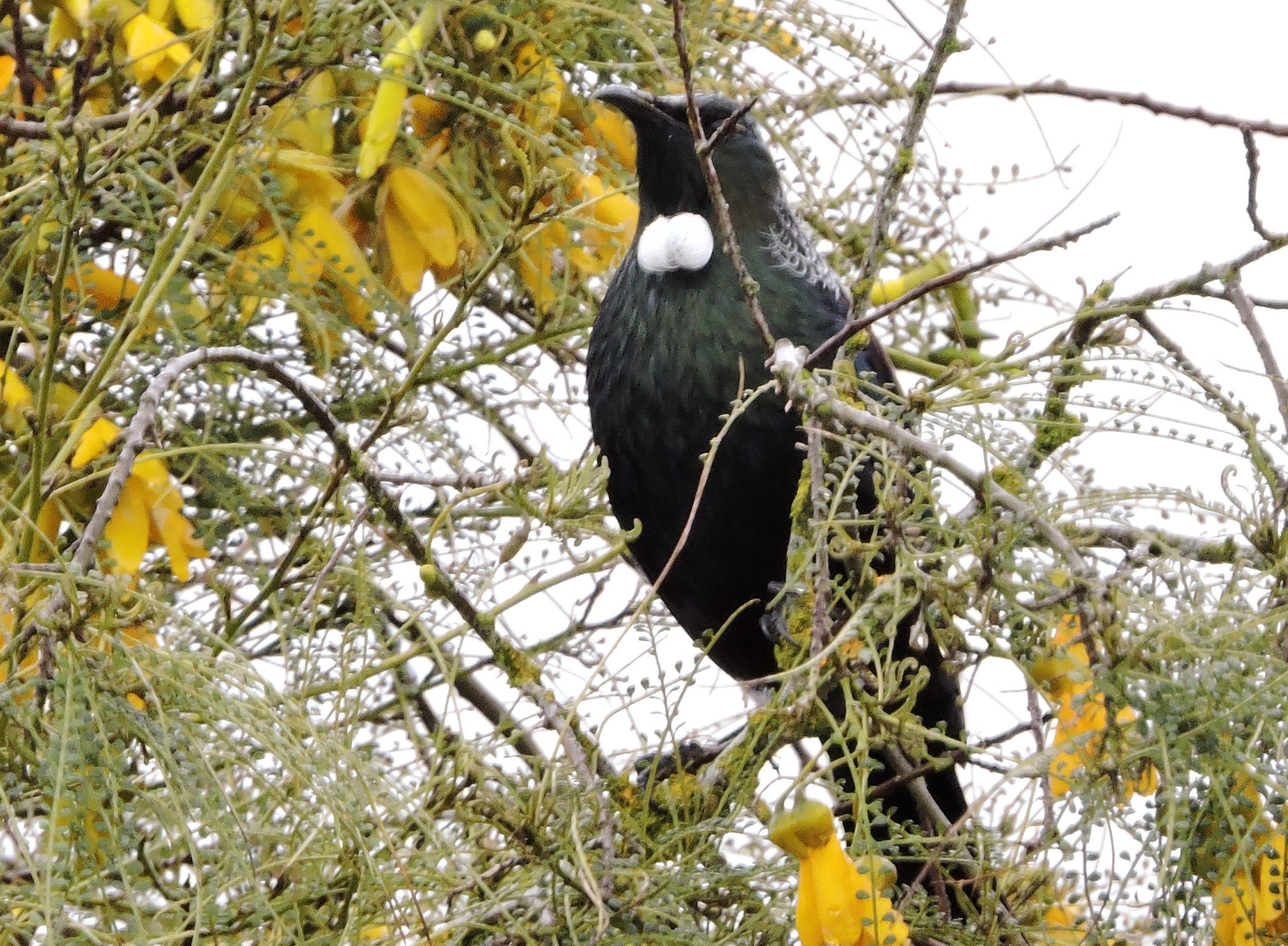 The Reservation B&B Gore Tui in the Garden