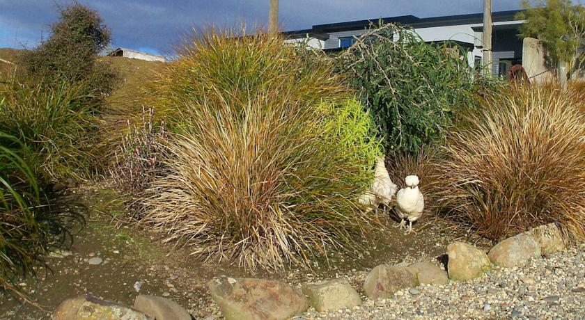 Chickens in the garden The Reservation B&B Gore