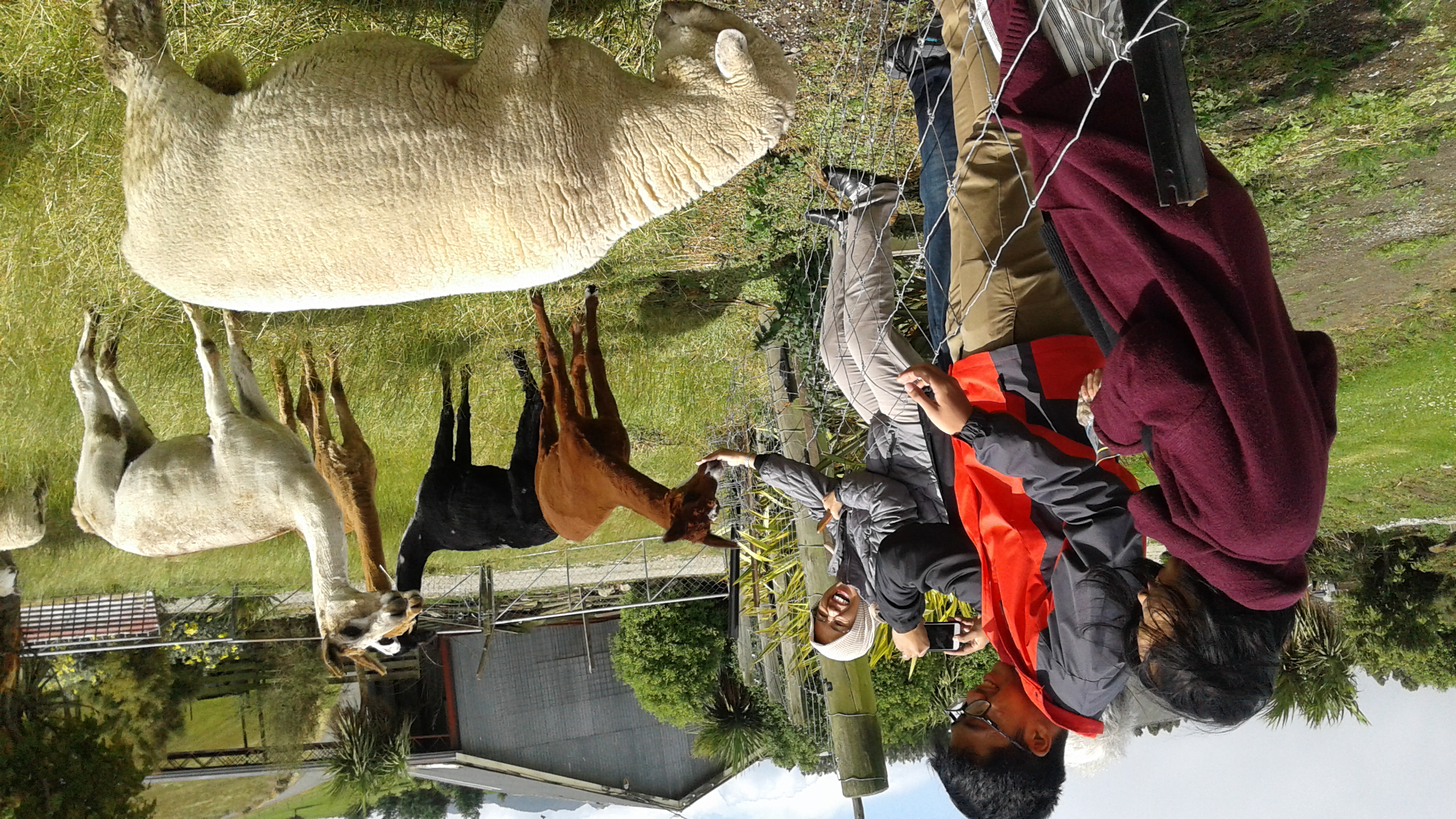 Guests feed friendly Alpaca and Sheep The Reservation B&B Gore