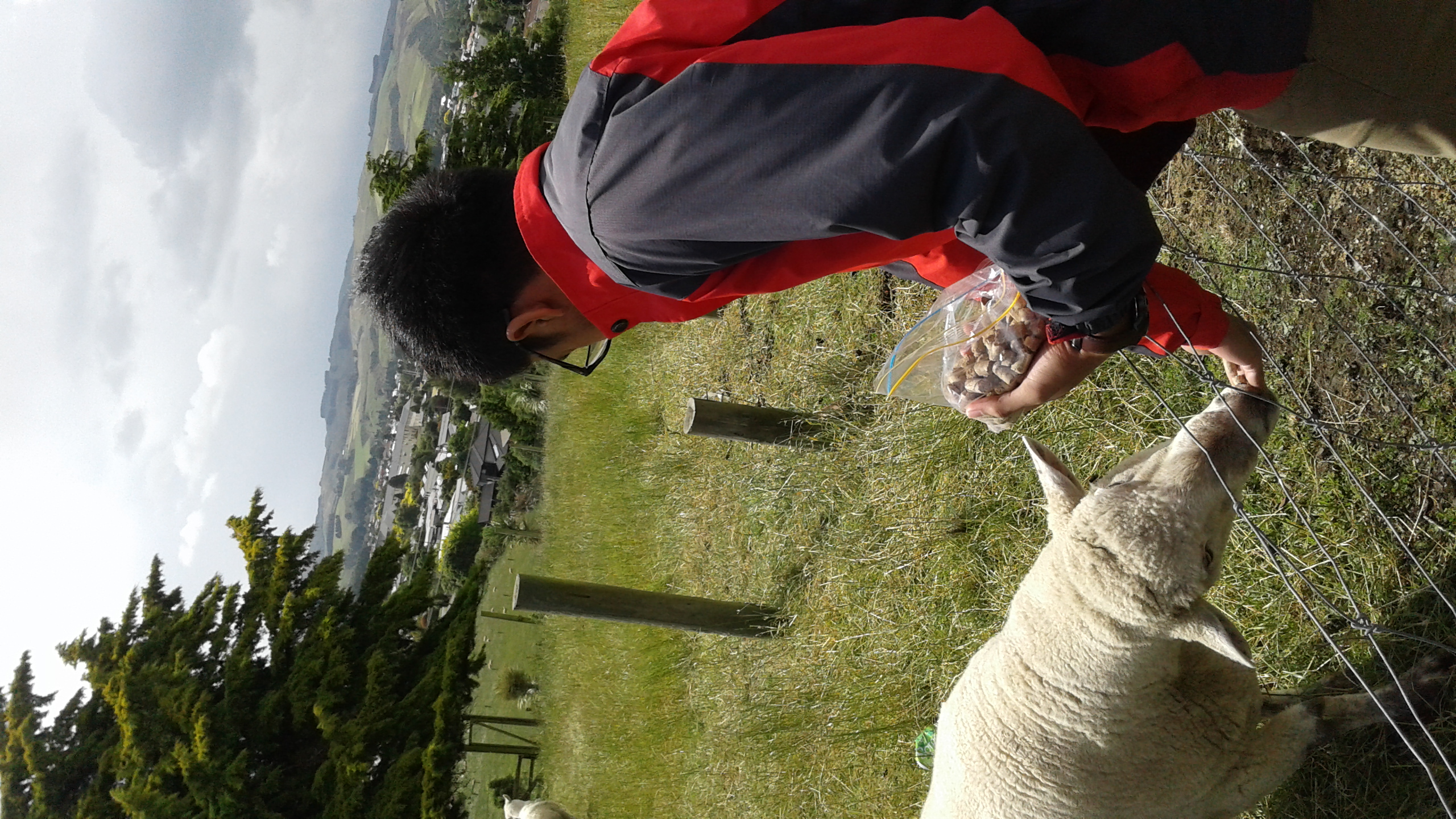 Guest feeding friendly Sheep The Reservation B&B Gore