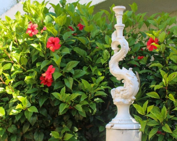 hibiscus, flowers, hotels, resorts, st maarten, st martin