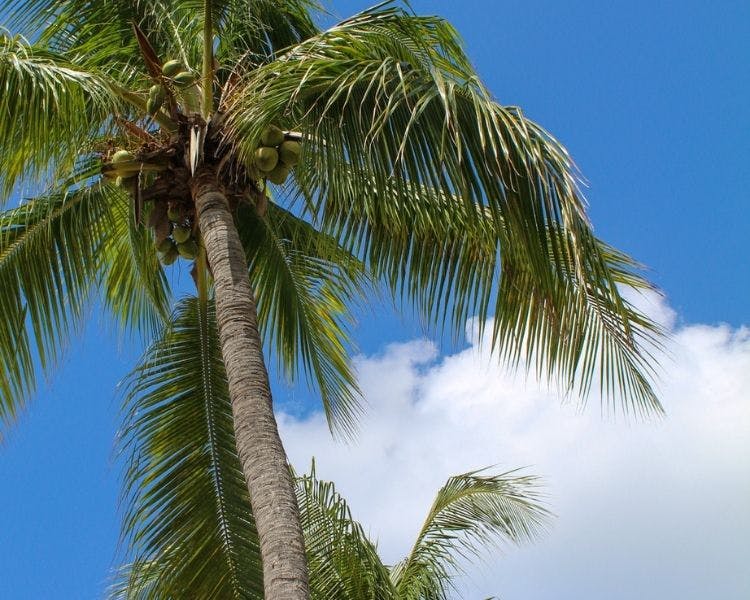coconut, nature, garden, hotels, resorts, st maarten, st martin