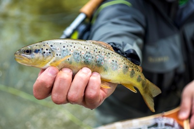 Queens Head Inn Short Breaks - Fishing