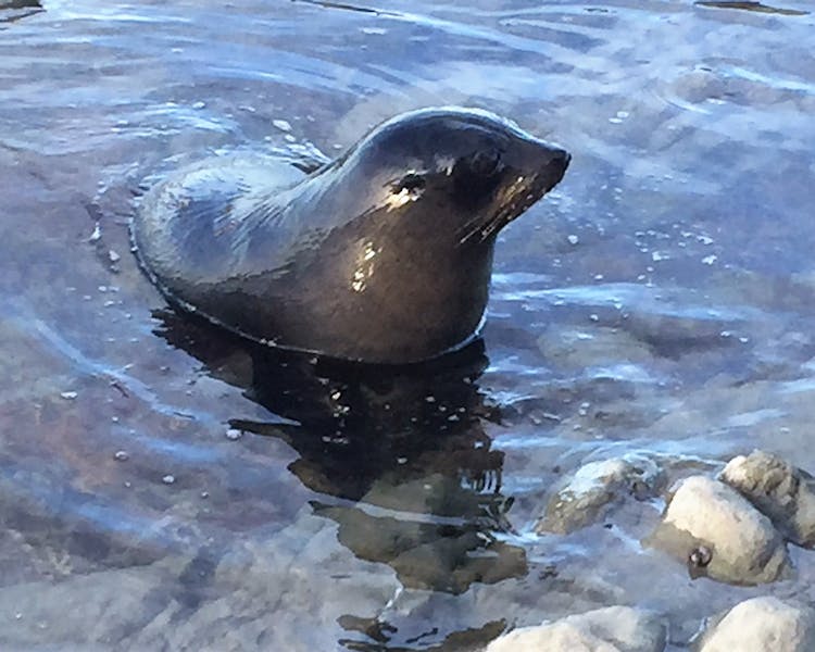 The locals - NZ fur seals