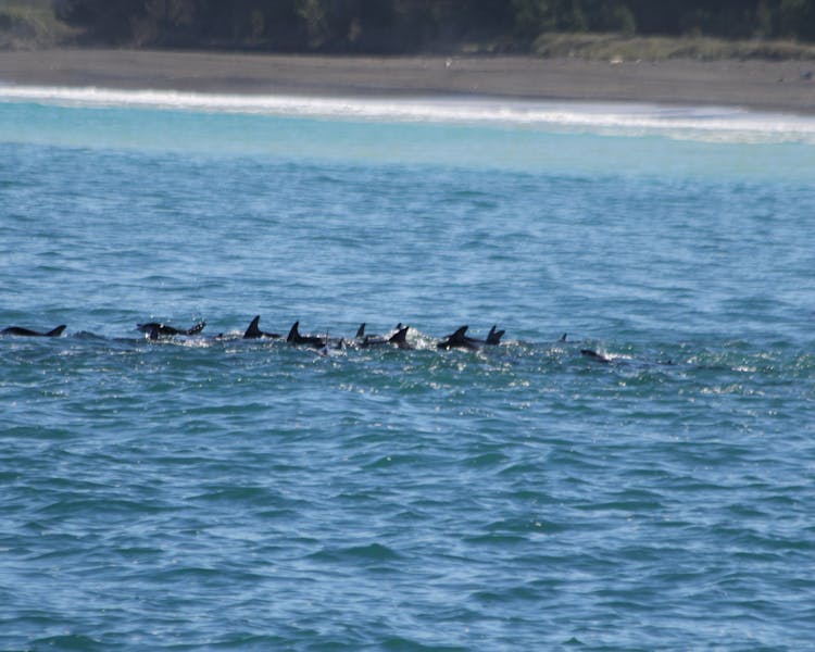 The locals - mega-pod of dolphin