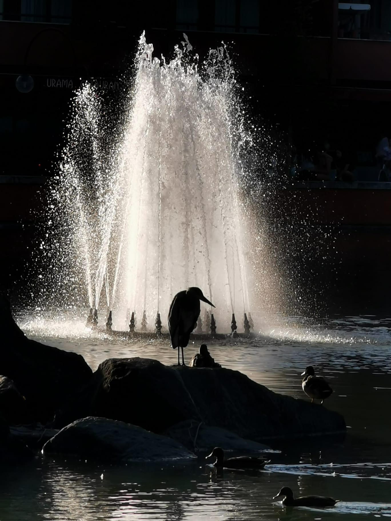 La natura incontaminata di Basiglio offre la visione di animali straordinari