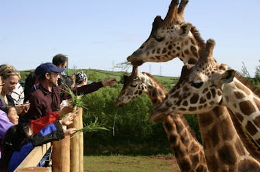 Giraffe feeding at South Lakes Safari Zoo