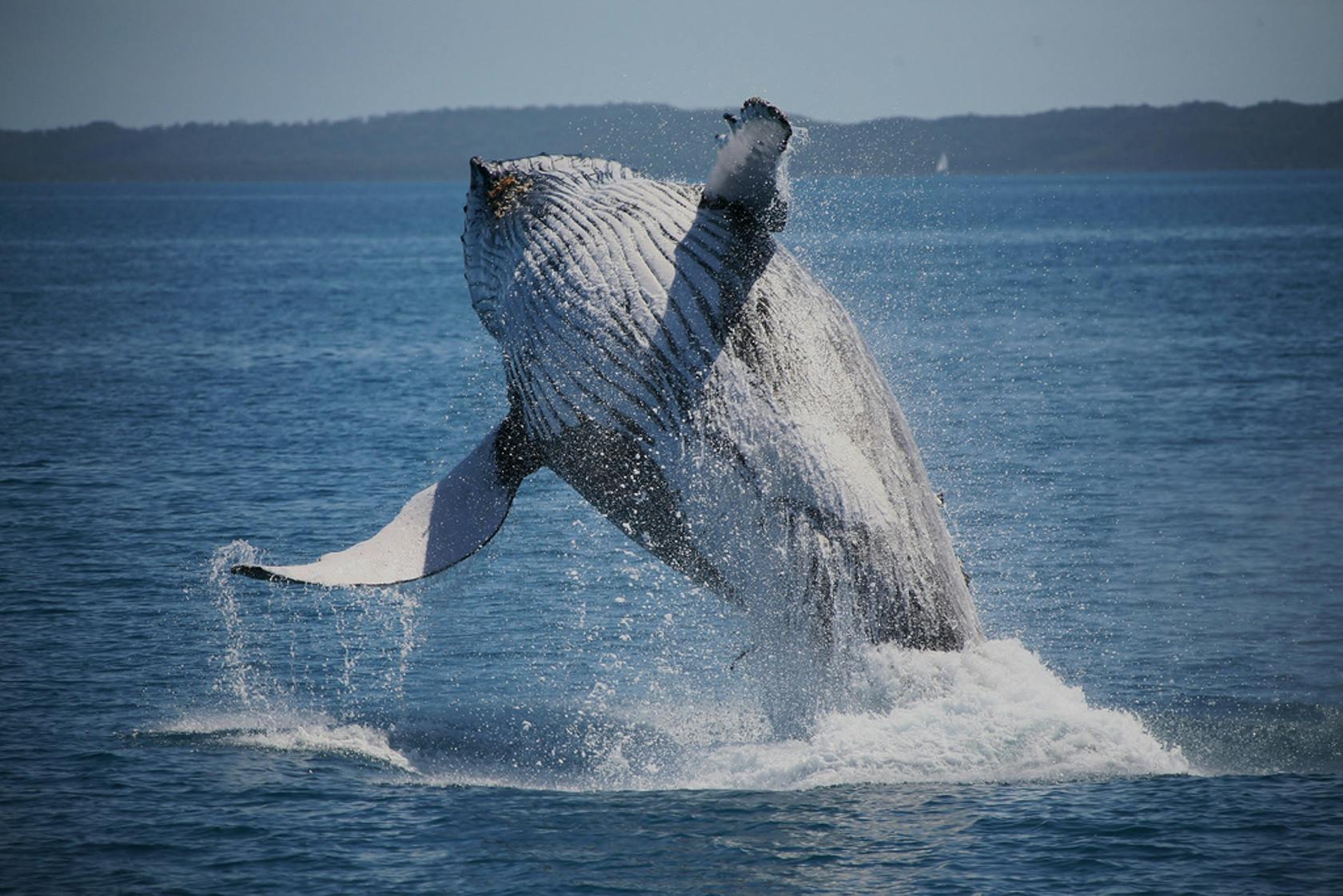 Whales breaching safely in the Bay