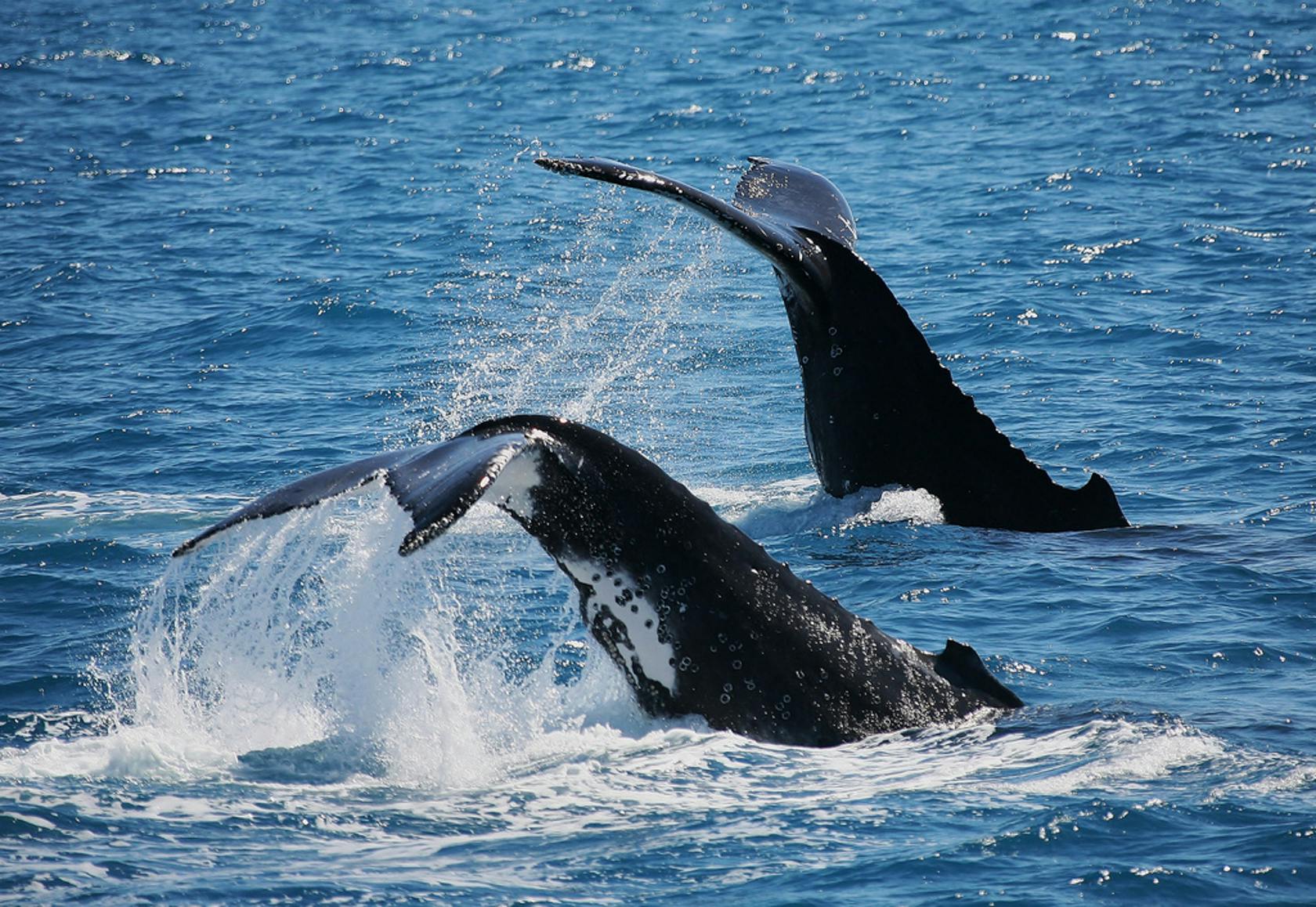 Whale watching tours in Hervey Bay