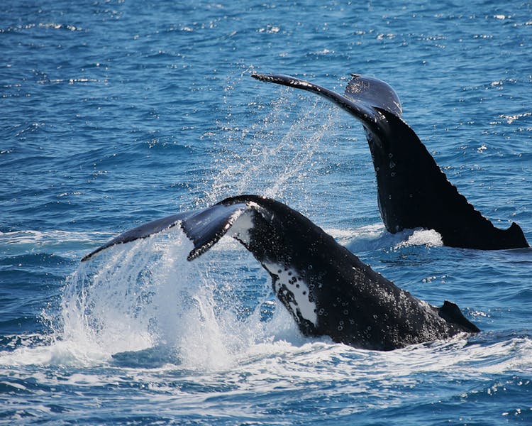 Whale watching tours in Hervey Bay