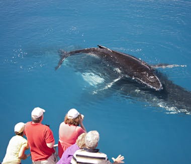 Hervey Bay is the whale watching capital of Australia