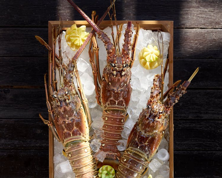 3 Famous lobsters on ice box