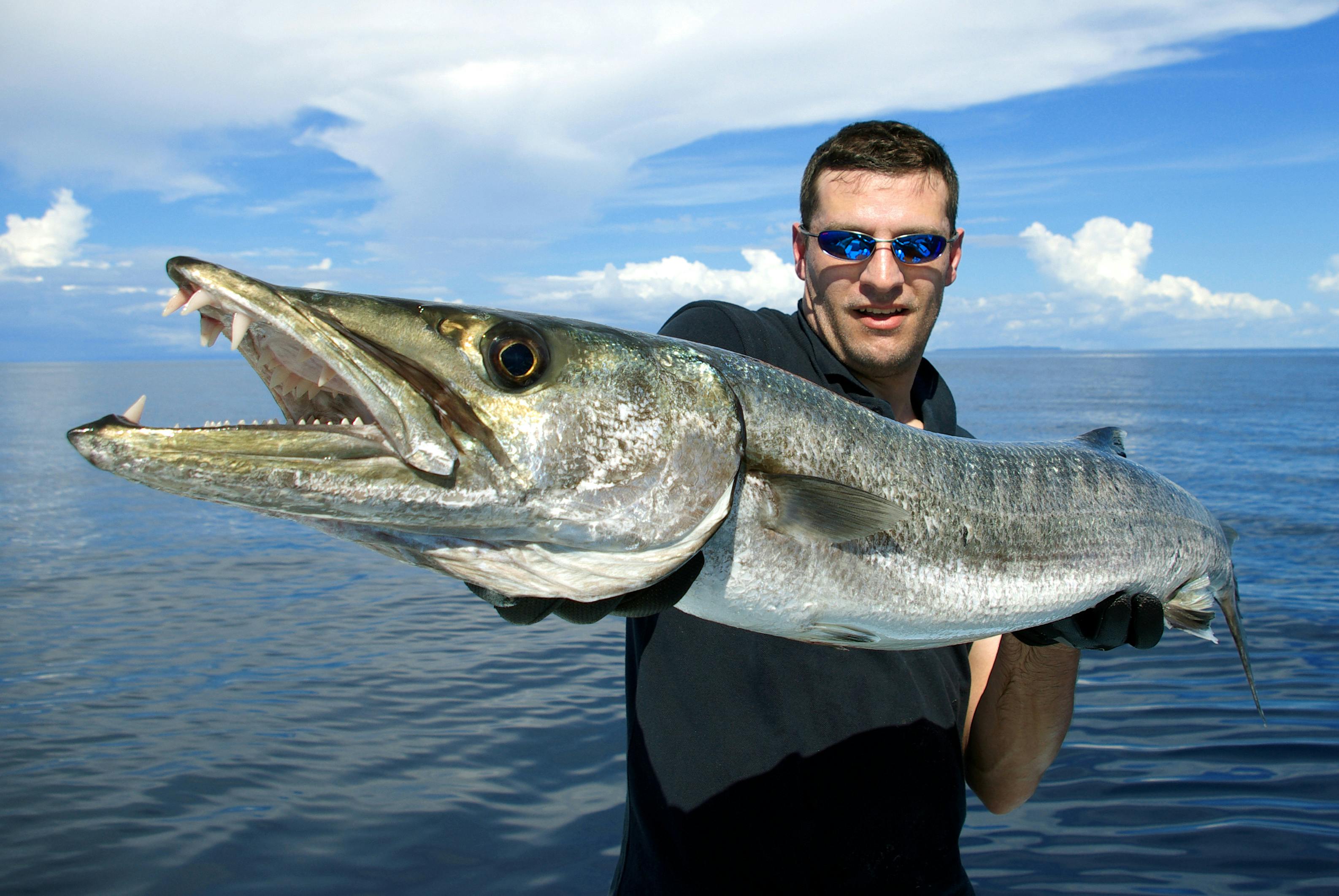 Angler with Barracuda near Harbourside at Marker 33 - Indian Rocks Beach