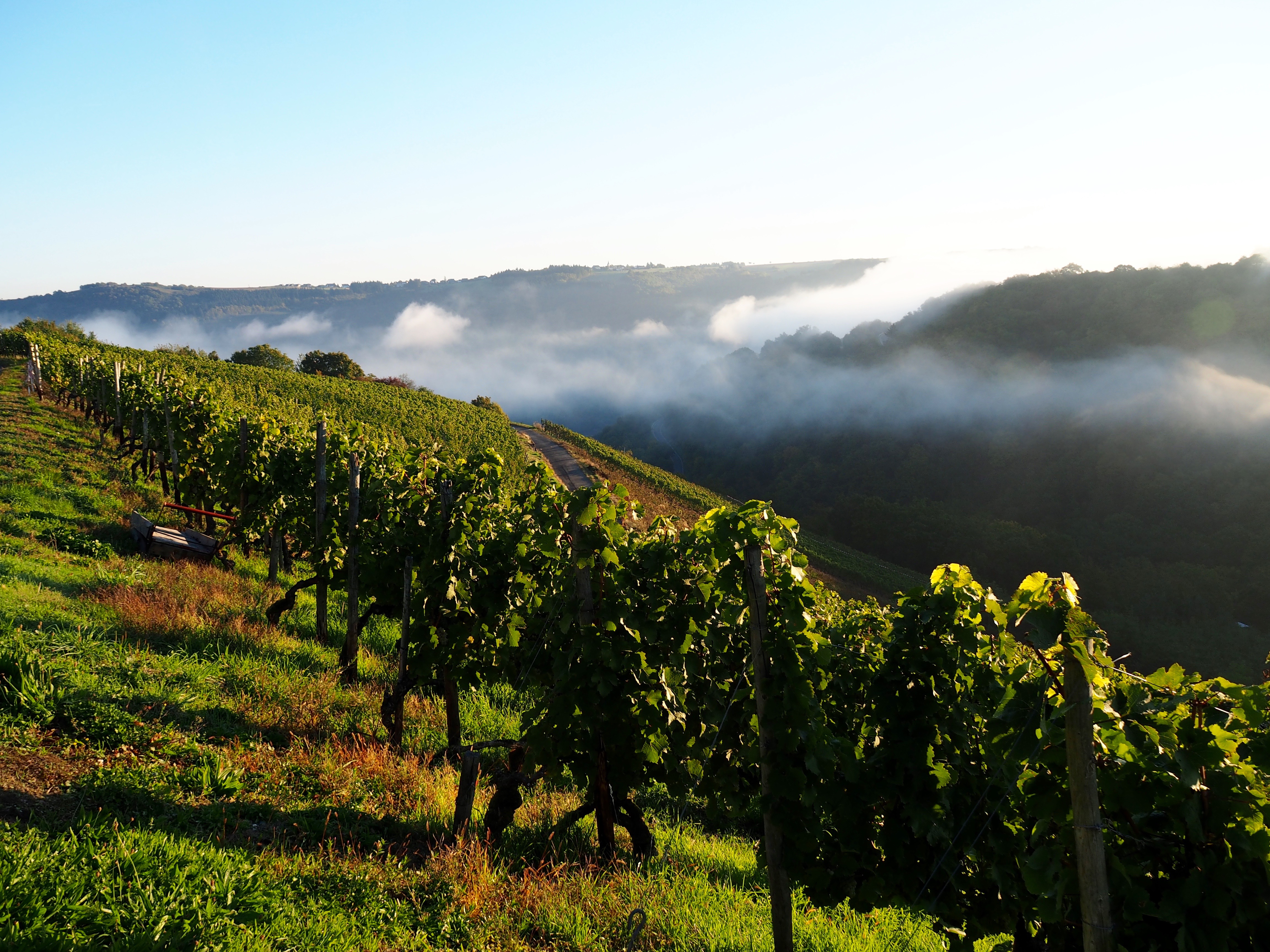 herbstlicher Spaziergang in den Weinbergen