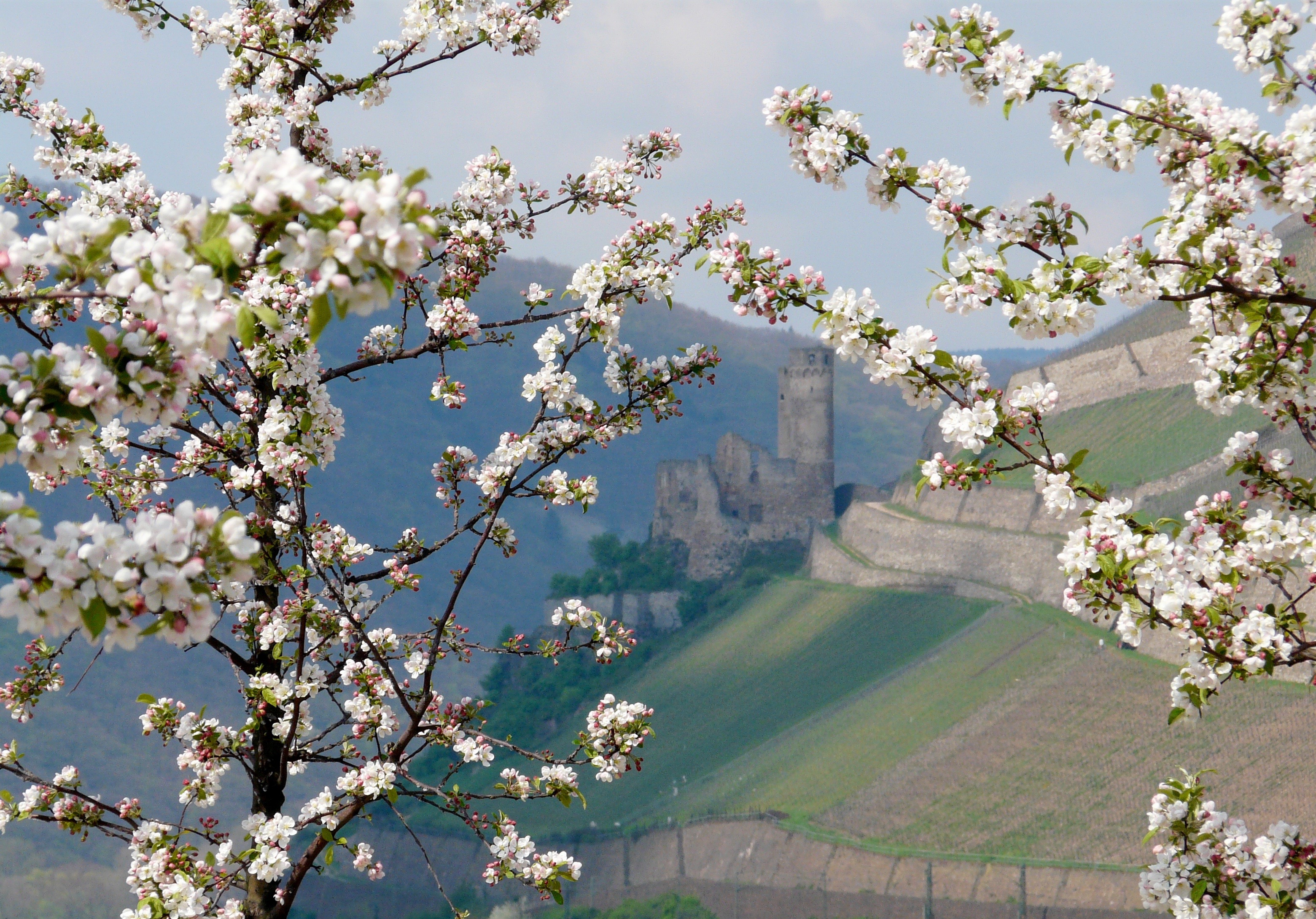Burgruine Ehrnefels bei Rüdesheim in der Kirschblüte