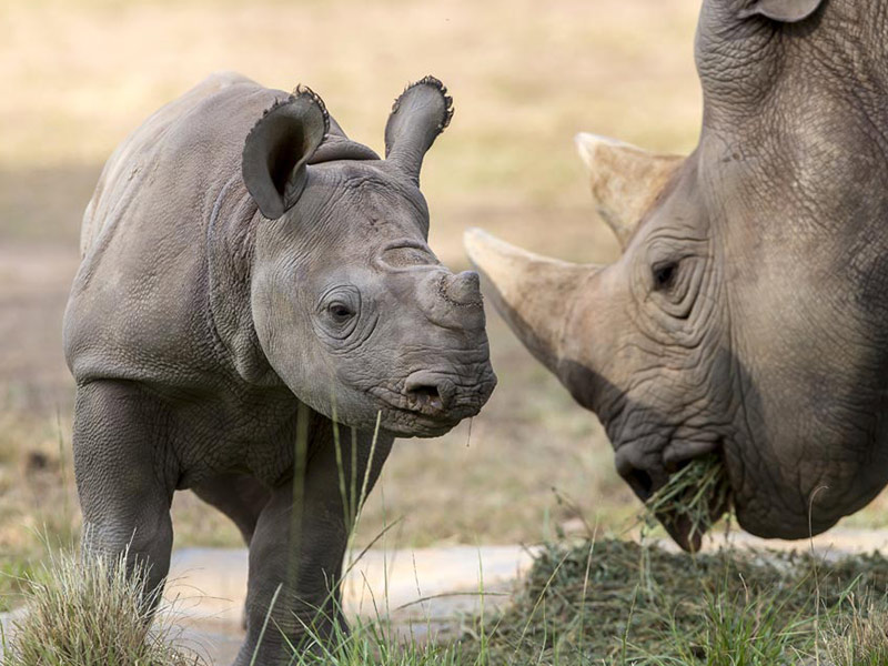 Taronga Western Plains Zoo is also the only zoo in Australia to have 3 species of Rhino.