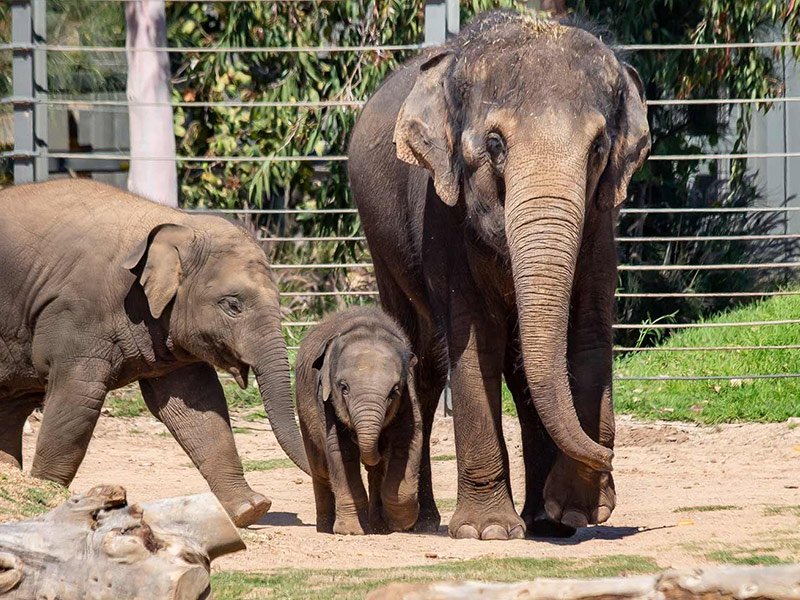 At Taronga we have made a conservation commitment to the Asian Elephant.
