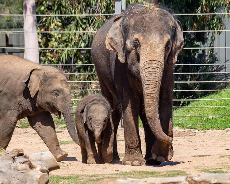At Taronga we have made a conservation commitment to the Asian Elephant.
