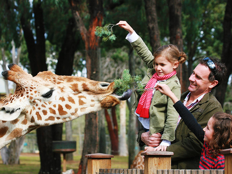 Think you can reach up to a giraffe’s mouth? In this experience you’ll personally feed and photograph these gentle giants.