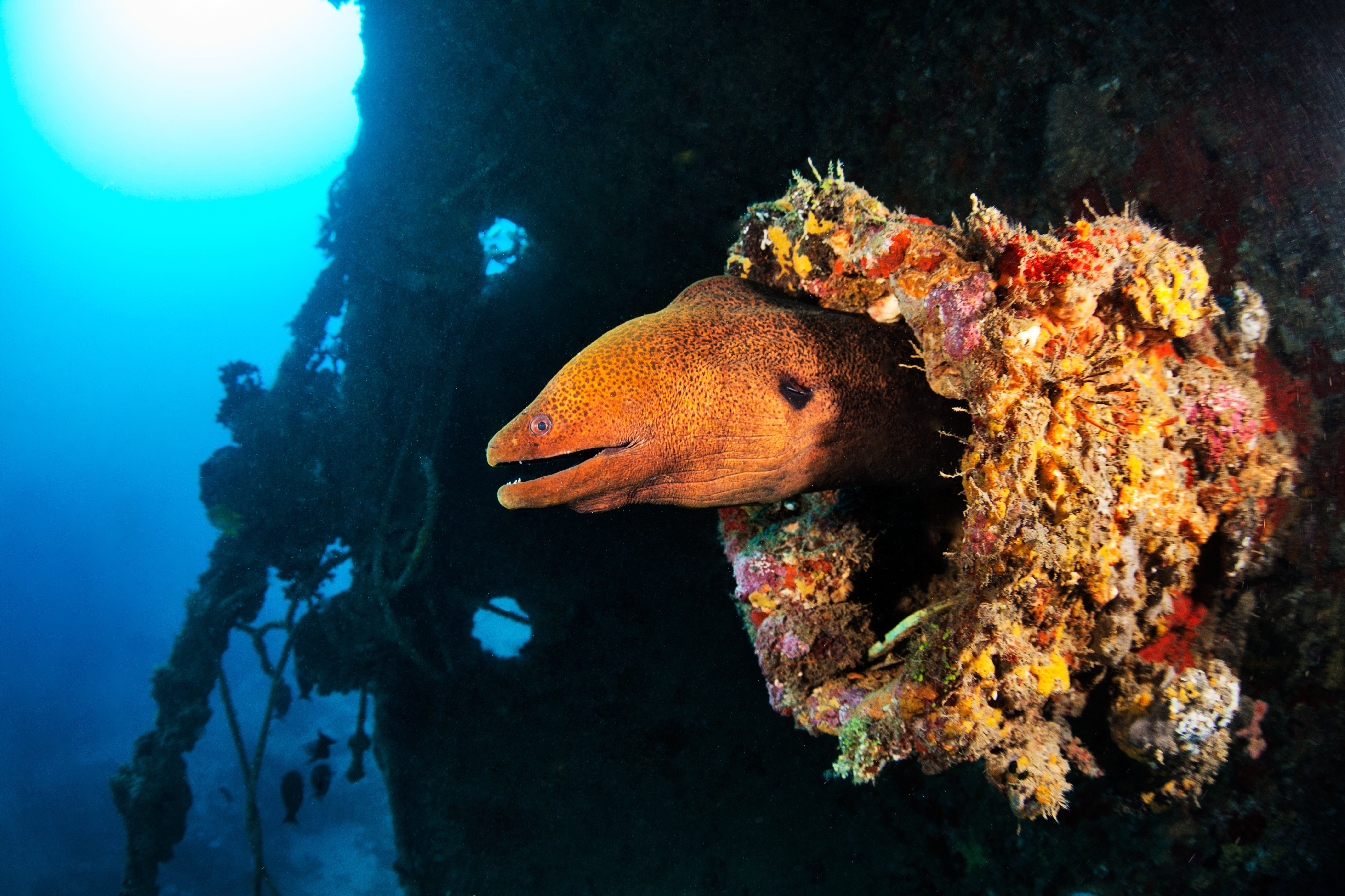 Diving the President Coolidge