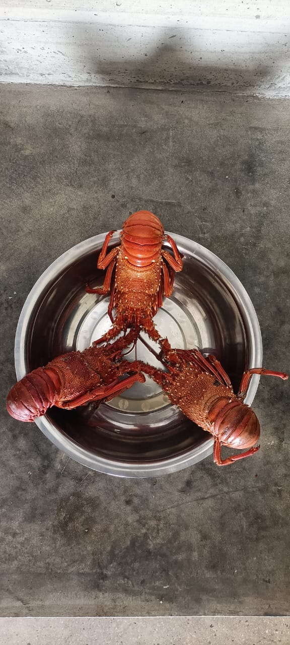 Lobsters are featured on our menu